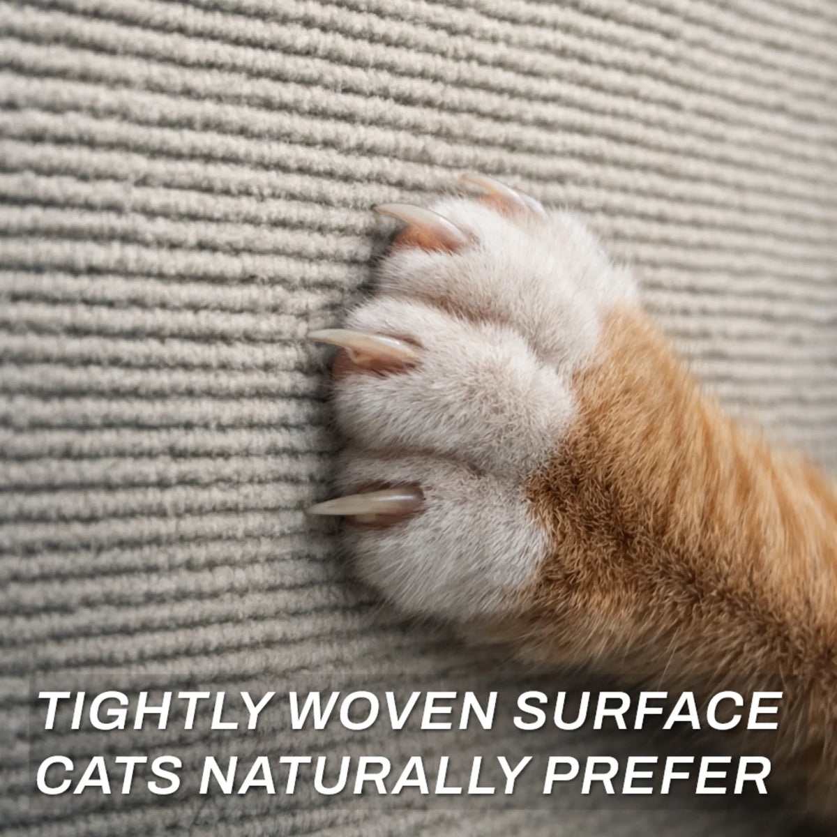 Kitty Shieldz Krabmat